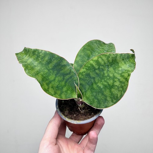 Sansevieria masoniana Sanseweria P9 #2