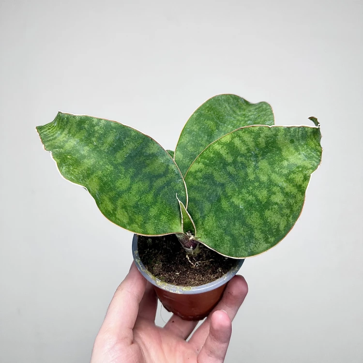 Sansevieria masoniana Sanseweria P9 #2