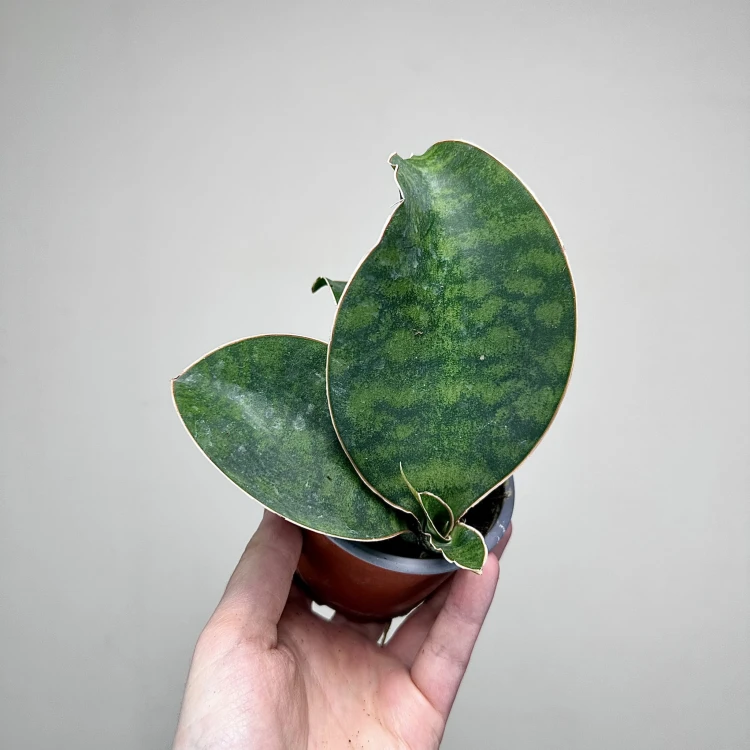 Sansevieria masoniana Sanseweria P9 #3