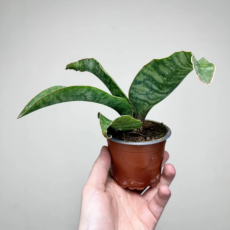 Sansevieria masoniana Sanseweria P9 #4