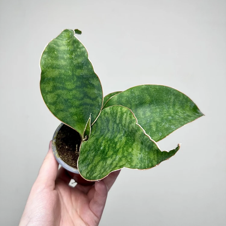 Sansevieria masoniana Sanseweria P9 #5