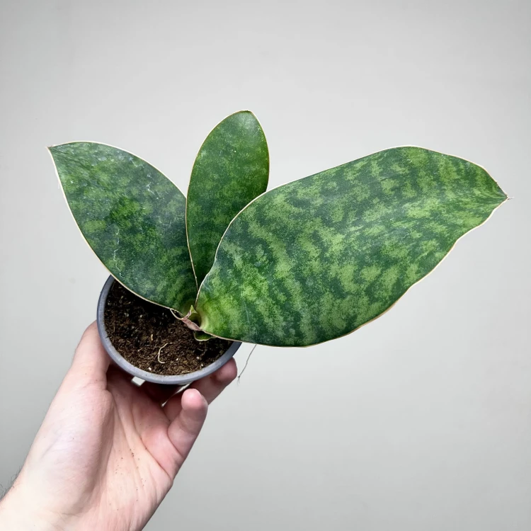 Sansevieria masoniana Sanseweria P9 #6