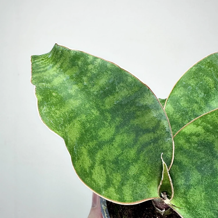 Sansevieria masoniana Sanseweria P9 #7
