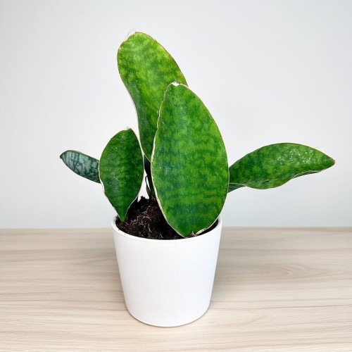 Sansevieria masoniana Sanseweria P12 #1