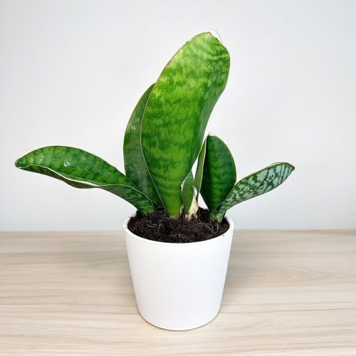 Sansevieria masoniana Sanseweria P12 #2