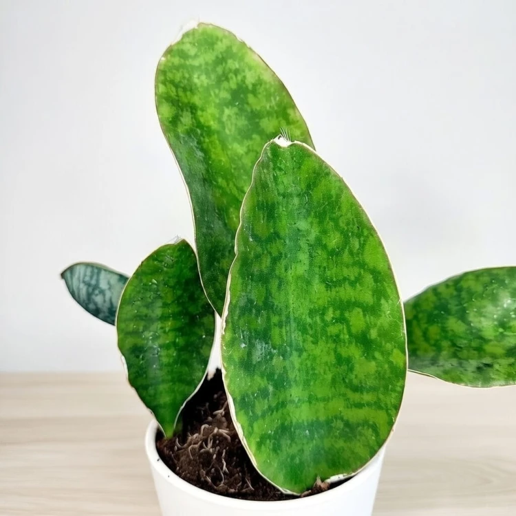 Sansevieria masoniana Sanseweria P12 #3