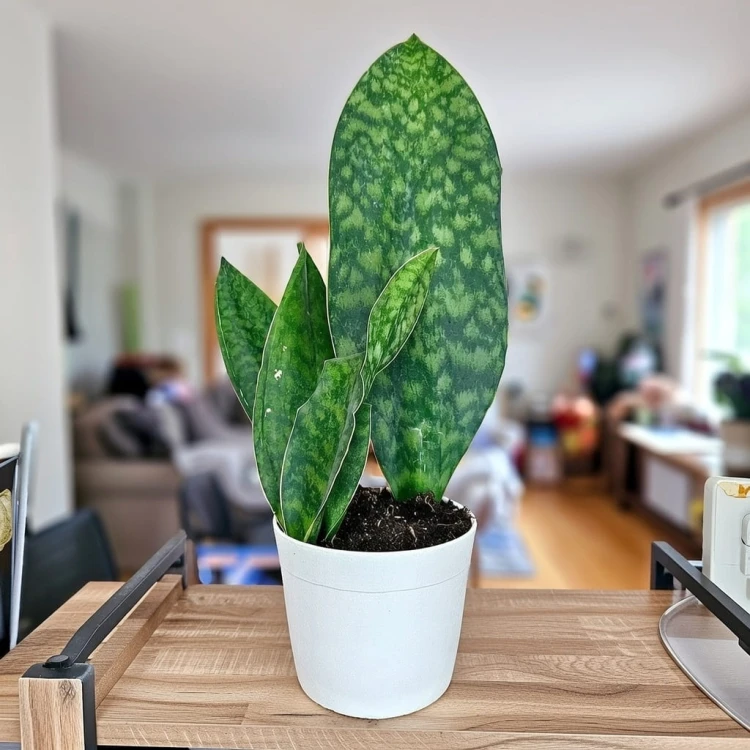 Sansevieria masoniana Sanseweria P12 #4
