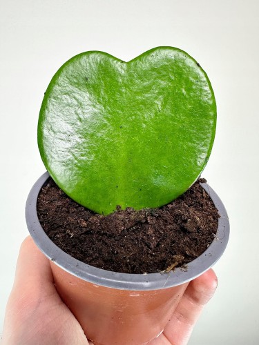 Hoya Kerrii Hoja Serce P9 #1