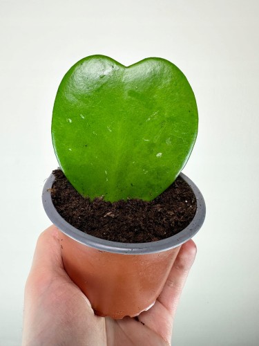 Hoya Kerrii Hoja Serce P9 #2