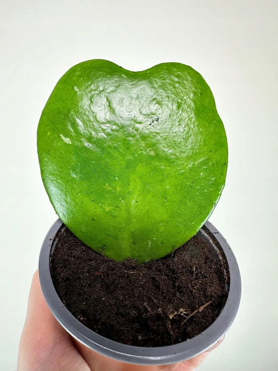 Hoya Kerrii Hoja Serce P9 #3