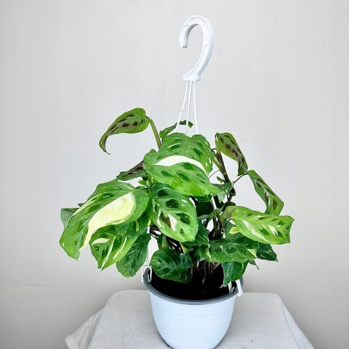 Maranta kerchoveana Variegata P15 wisząca #1