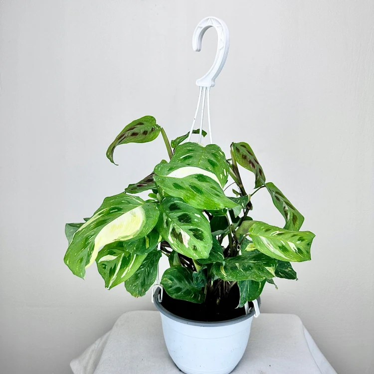 Maranta kerchoveana Variegata P15 wisząca #1
