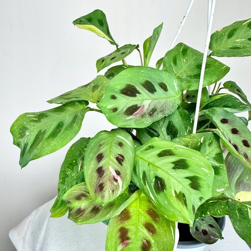 Maranta kerchoveana Variegata P15 wisząca #2