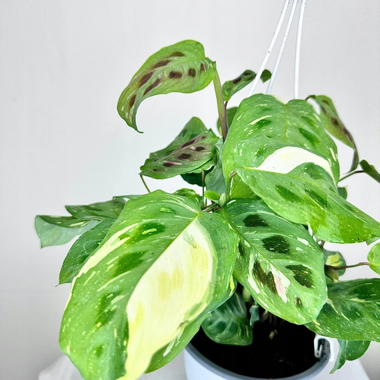 Maranta kerchoveana Variegata P15 wisząca #3