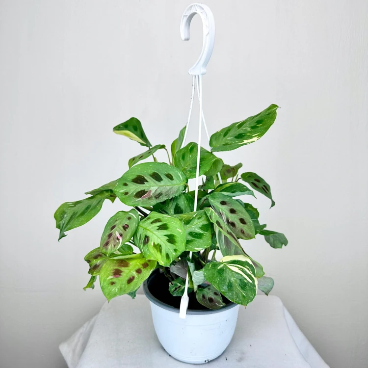 Maranta kerchoveana Variegata P15 wisząca #4