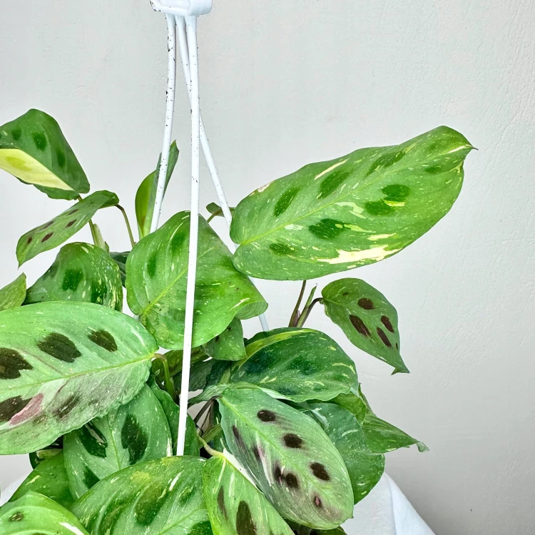Maranta kerchoveana Variegata P15 wisząca #5