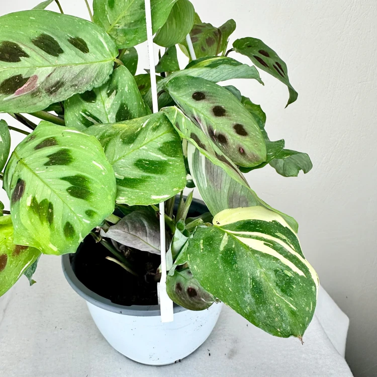 Maranta kerchoveana Variegata P15 wisząca #6