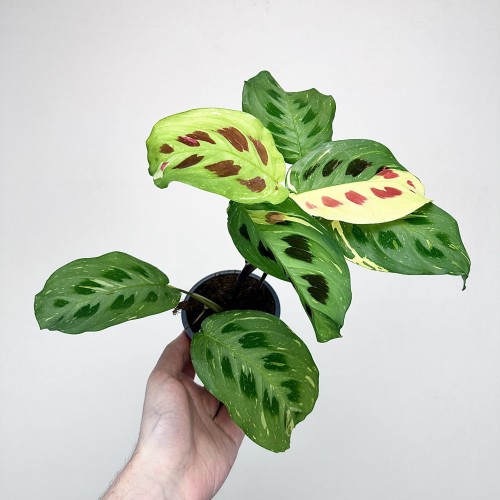 Maranta kerchoveana Variegata P9 #1