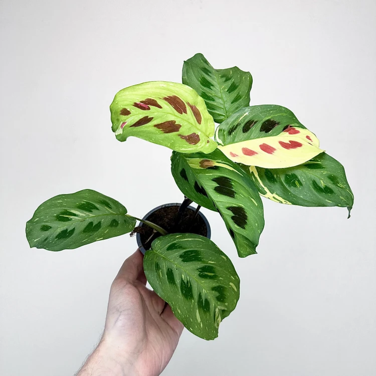 Maranta kerchoveana Variegata P9 #1