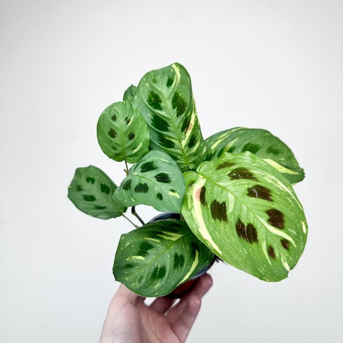 Maranta kerchoveana Variegata P9 #2