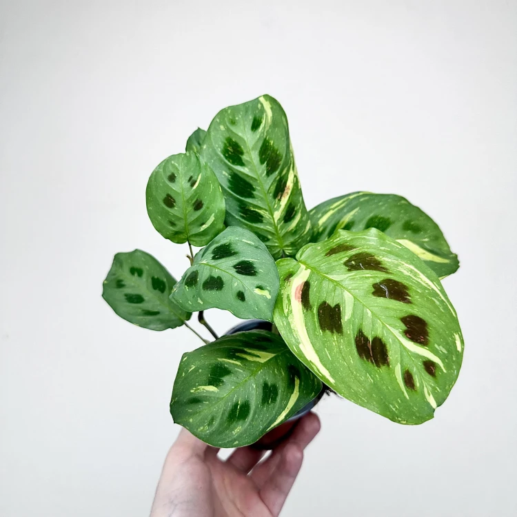 Maranta kerchoveana Variegata P9 #2