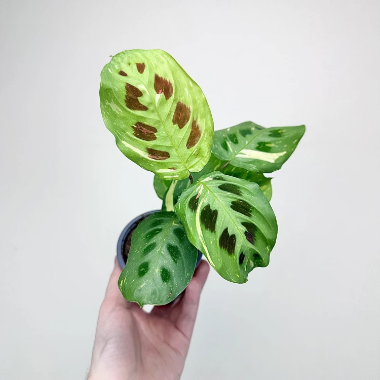 Maranta kerchoveana Variegata P9 #3