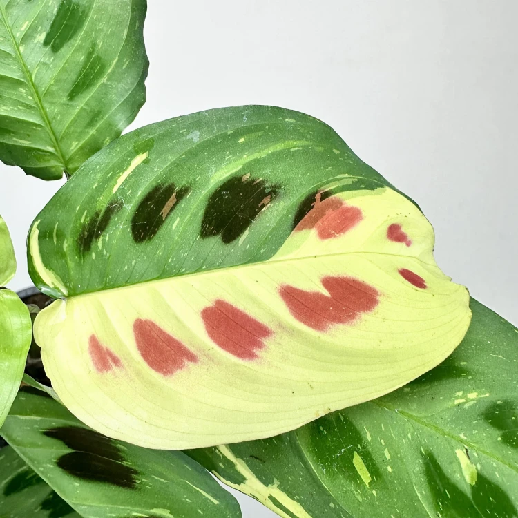 Maranta kerchoveana Variegata P9 #4