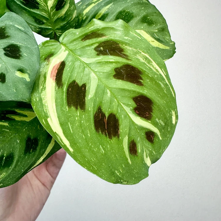 Maranta kerchoveana Variegata P9 #5