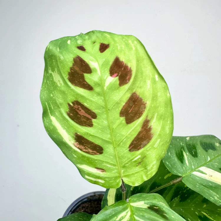 Maranta kerchoveana Variegata P9 #6