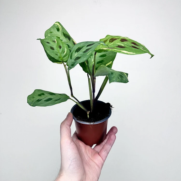 Maranta kerchoveana Variegata P9 #7