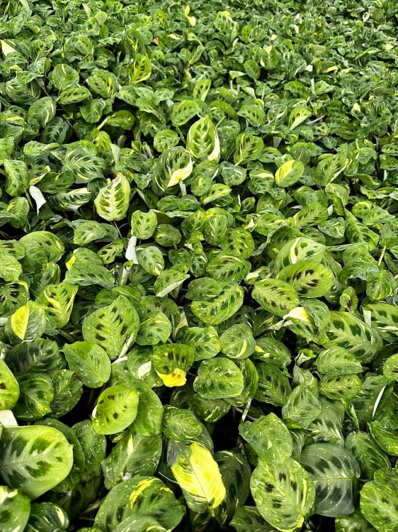 Maranta kerchoveana Variegata P9 #8