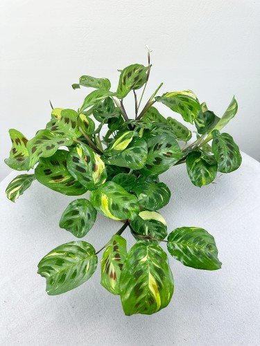 Maranta kerchoveana Variegata P14 #1
