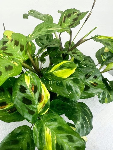 Maranta kerchoveana Variegata P14 #2