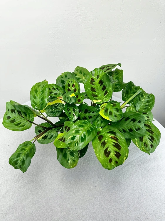 Maranta kerchoveana Variegata P14 #3