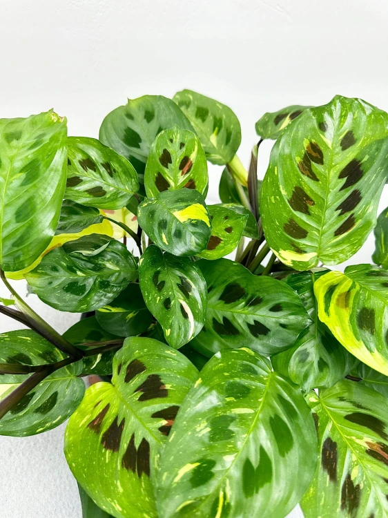 Maranta kerchoveana Variegata P14 #4