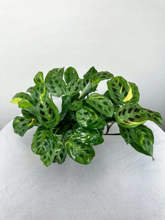 Maranta kerchoveana Variegata P14 #5
