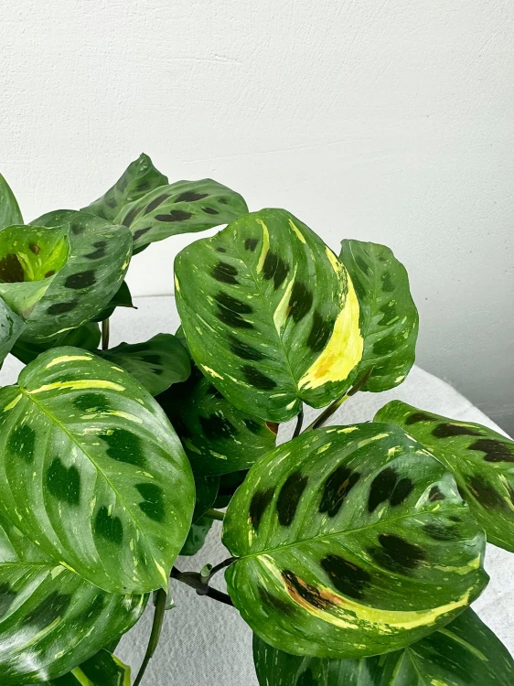 Maranta kerchoveana Variegata P14 #6