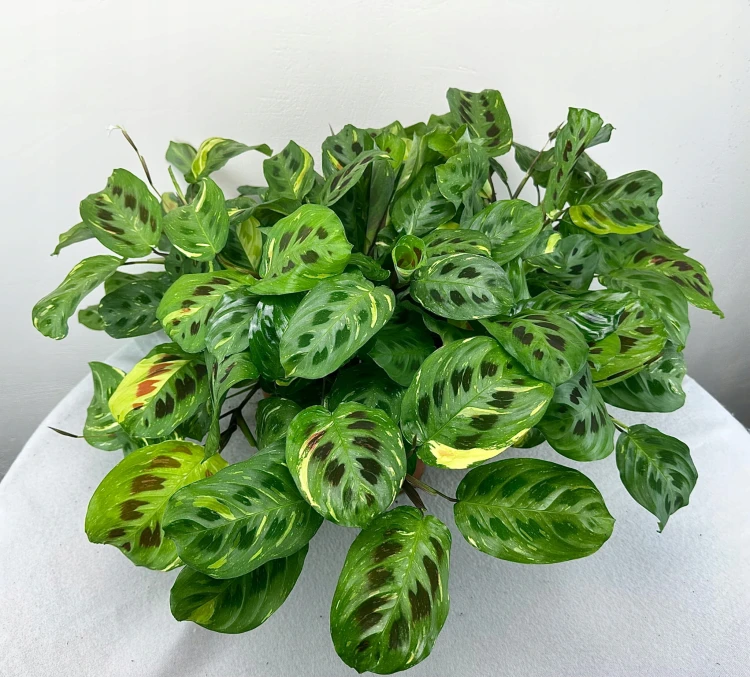 Maranta kerchoveana Variegata P14 #7