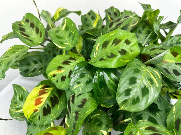 Maranta kerchoveana Variegata P14 #8