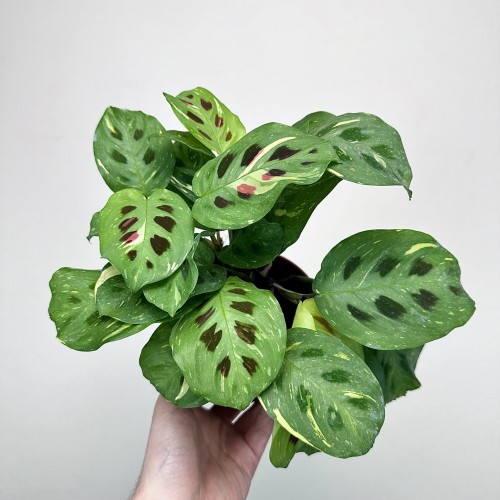 Maranta kerchoveana Variegata P12 #1