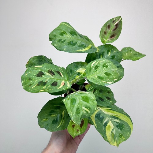 Maranta kerchoveana Variegata P12 #2