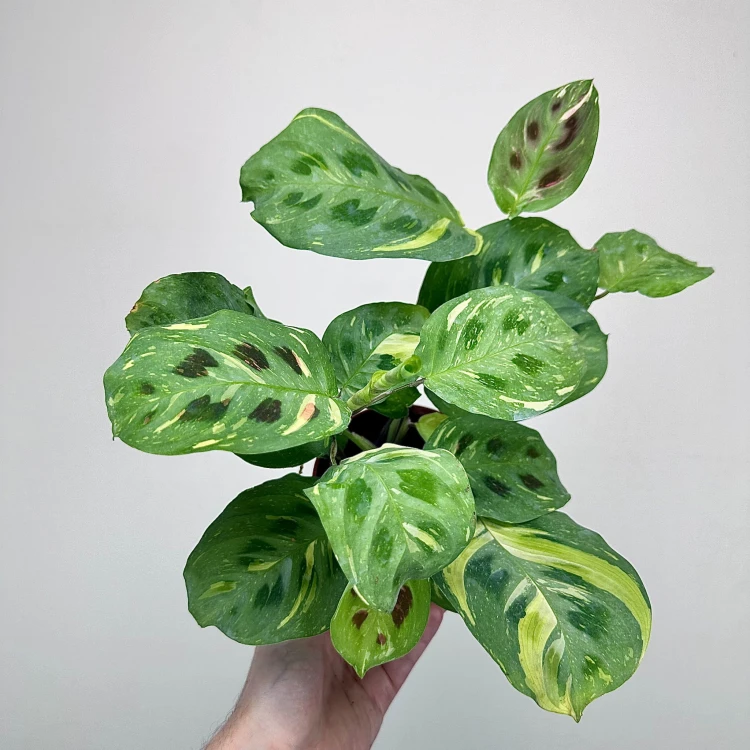 Maranta kerchoveana Variegata P12 #2