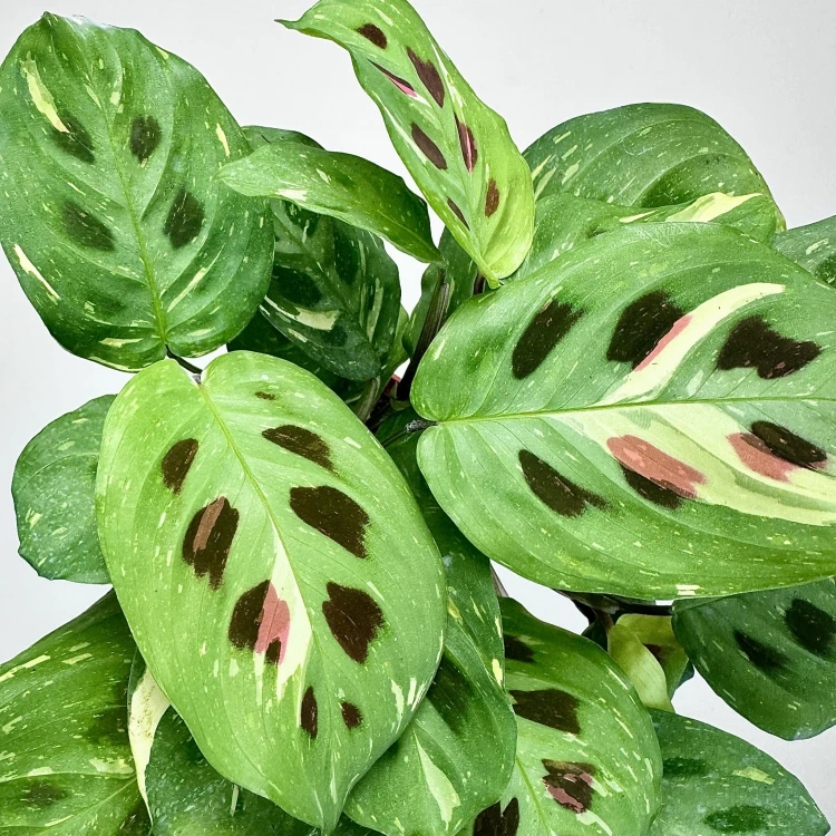 Maranta kerchoveana Variegata P12 #3