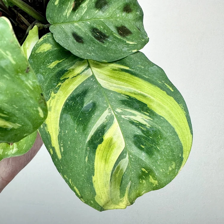 Maranta kerchoveana Variegata P12 #4