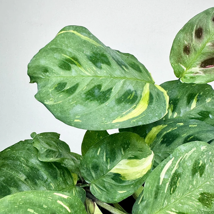 Maranta kerchoveana Variegata P12 #5