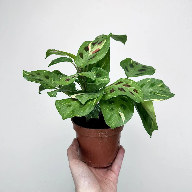 Maranta kerchoveana Variegata P12 #6