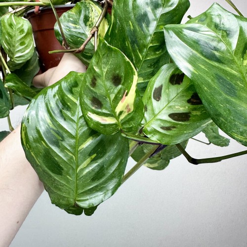 Maranta kerchoveana Variegata P17 wisząca #2