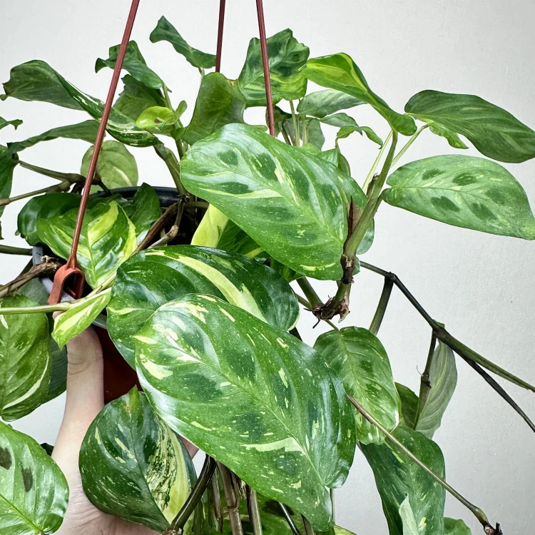 Maranta kerchoveana Variegata P17 wisząca #3