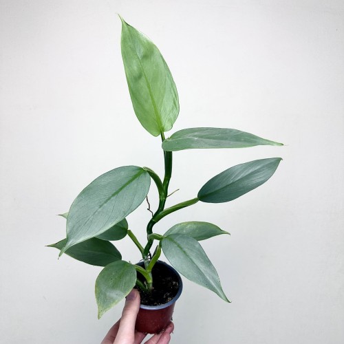 Philodendron Silver Queen Filodendron P9 #1
