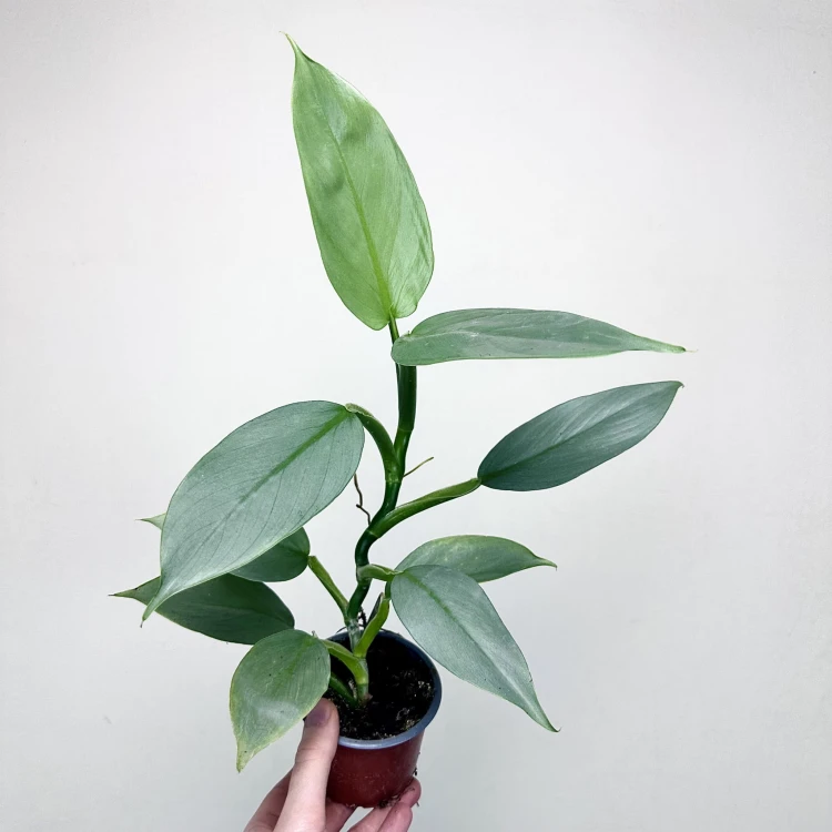 Philodendron Silver Queen Filodendron P9 #1